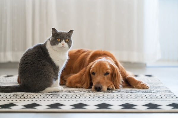 How To Keep Carpets Clean With A Dog Or Cat - Using Pet Pro Carpet Shampoo - dirtbusters.co.uk