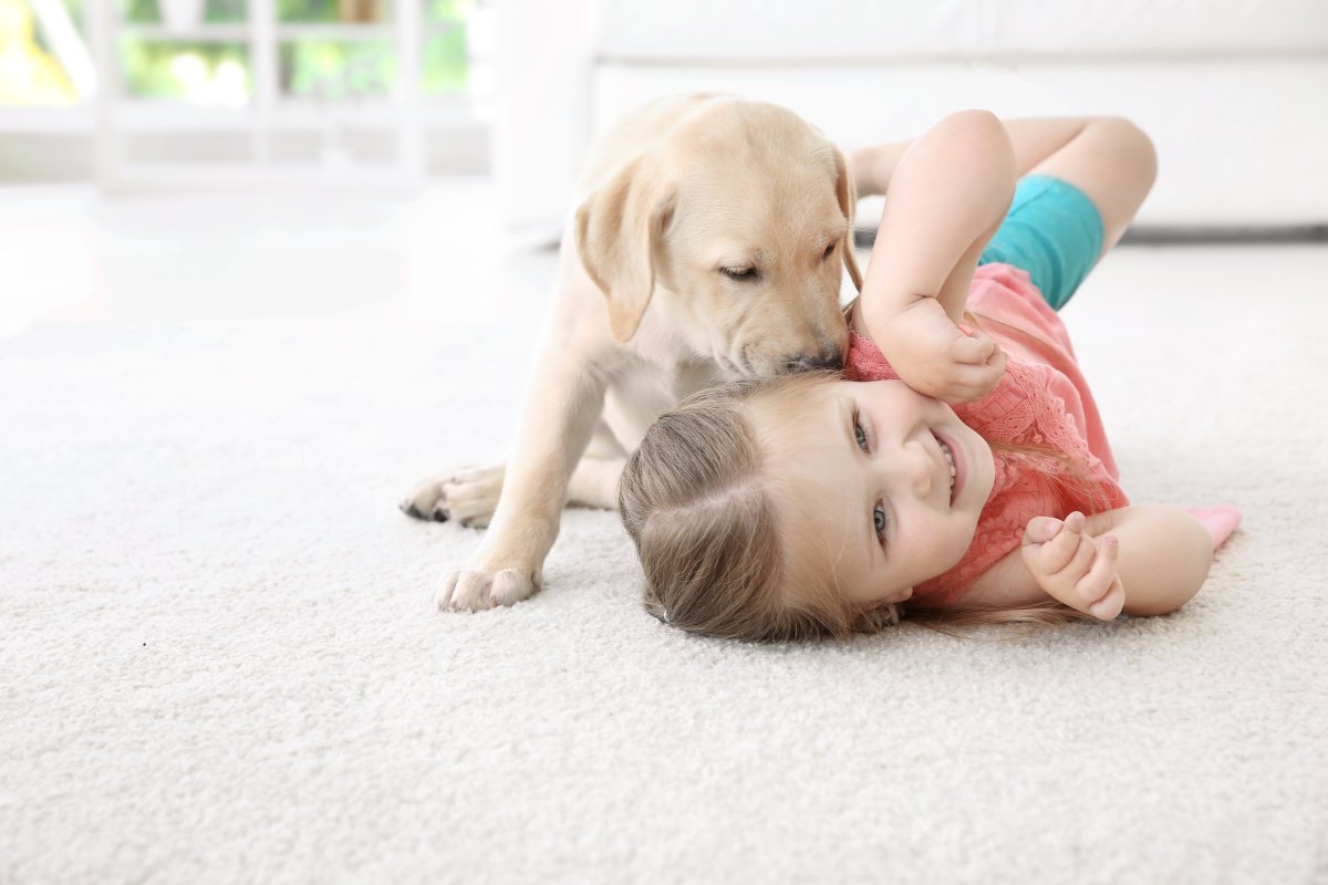 The Ultimate Guide to Hand Cleaning Carpets: Using Carpet ...