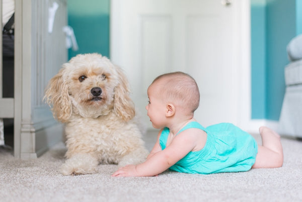 Cost Effective Carpet Shampoo Solutions for Carpet Cleaning Machines - dirtbusters.co.uk